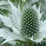 Retranscription vidéo : L'Eryngium giganteum