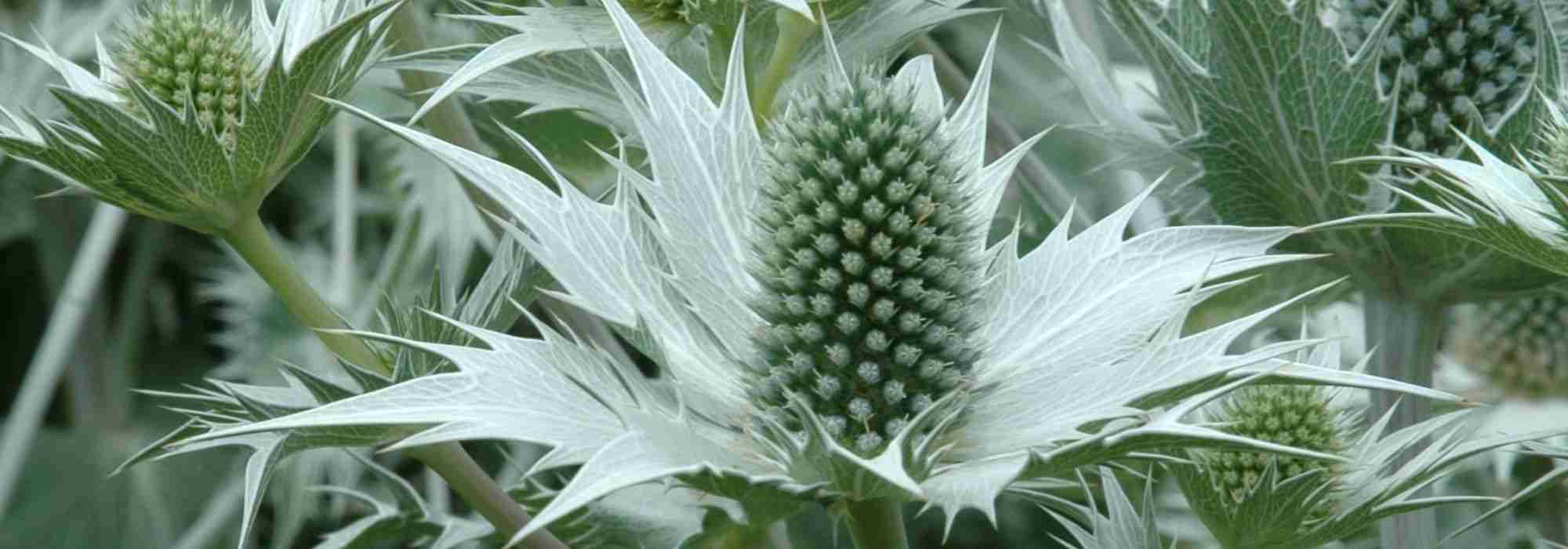 Retranscription vidéo : L'Eryngium giganteum