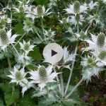 L'Eryngium giganteum : il a tout d'un grand !