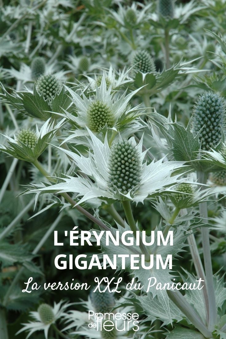 panicaut géant