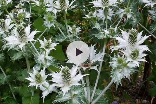 L'Eryngium giganteum : il a tout d'un grand !