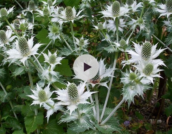 L'Eryngium giganteum : il a tout d'un grand !