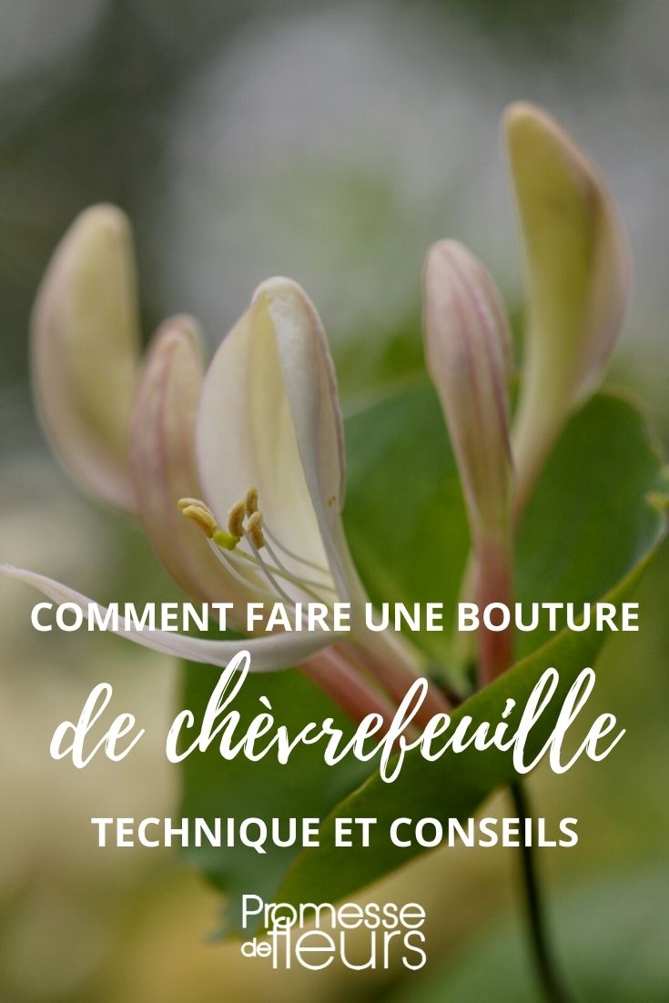 bouturer le chèvrefeuille