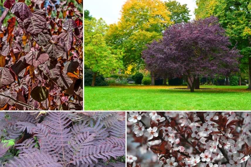 arbre feuillage pourpre, arbre feuilles pourpres, arbre feuillage foncé, arbre feuillage sombre, arbre feuilles foncés, arbre feuille rouge, arbres feuillage rouge