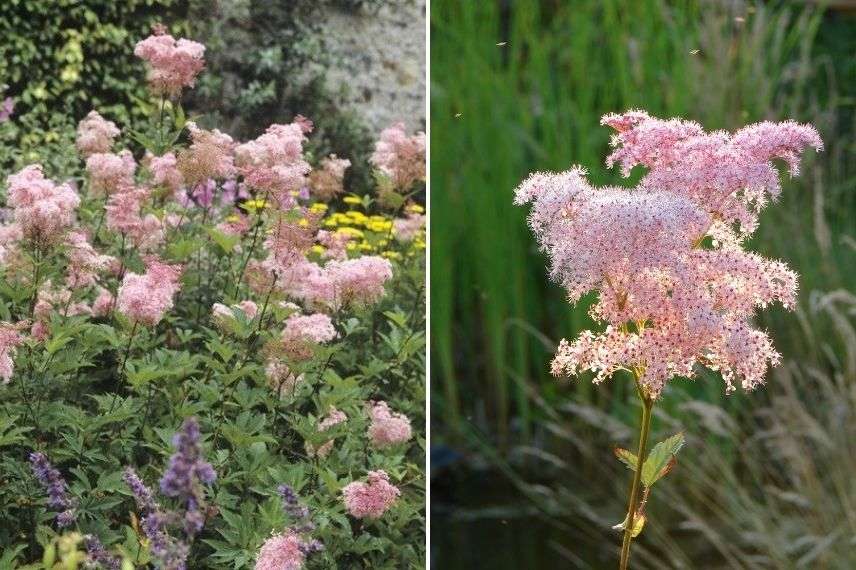 filipendula elegans