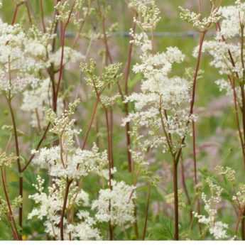 Choisir une filipendule ou Reine des Prés