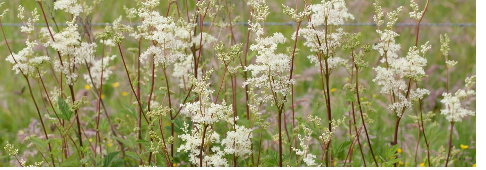 Choisir une filipendule ou Reine des Prés