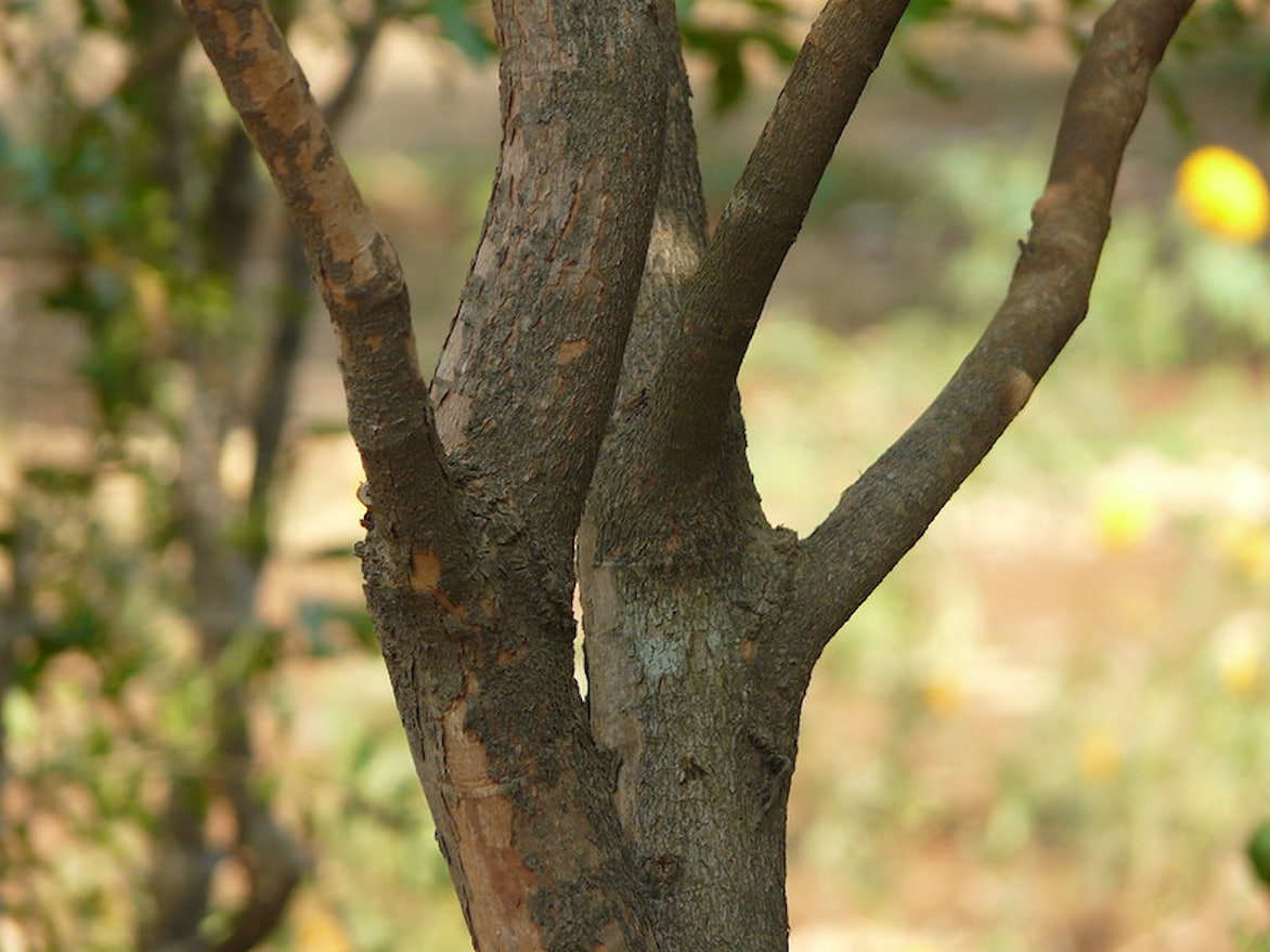 grenadier Punica granatum