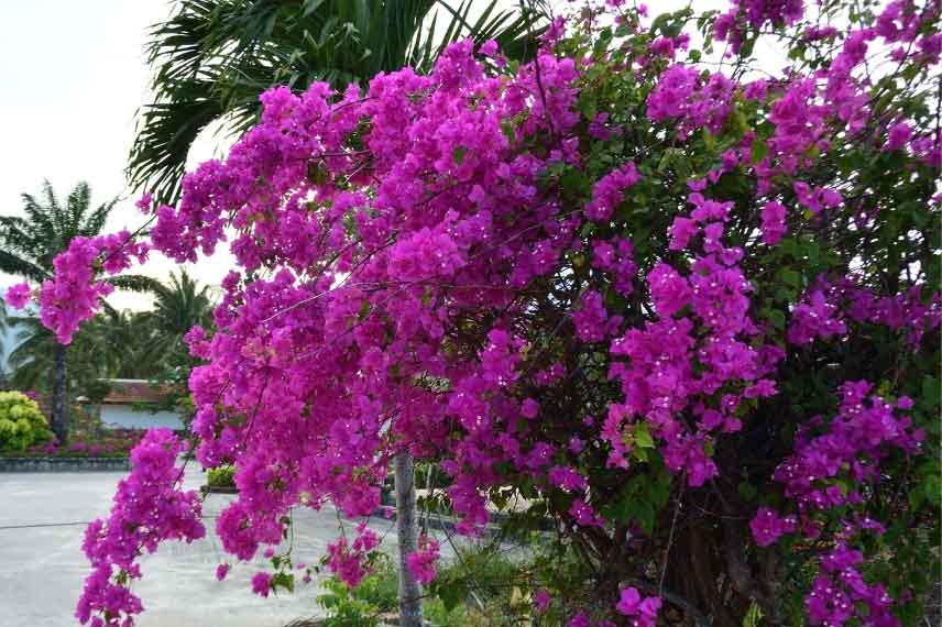 Le bougainvillier fleurira dans les jardins du Sud