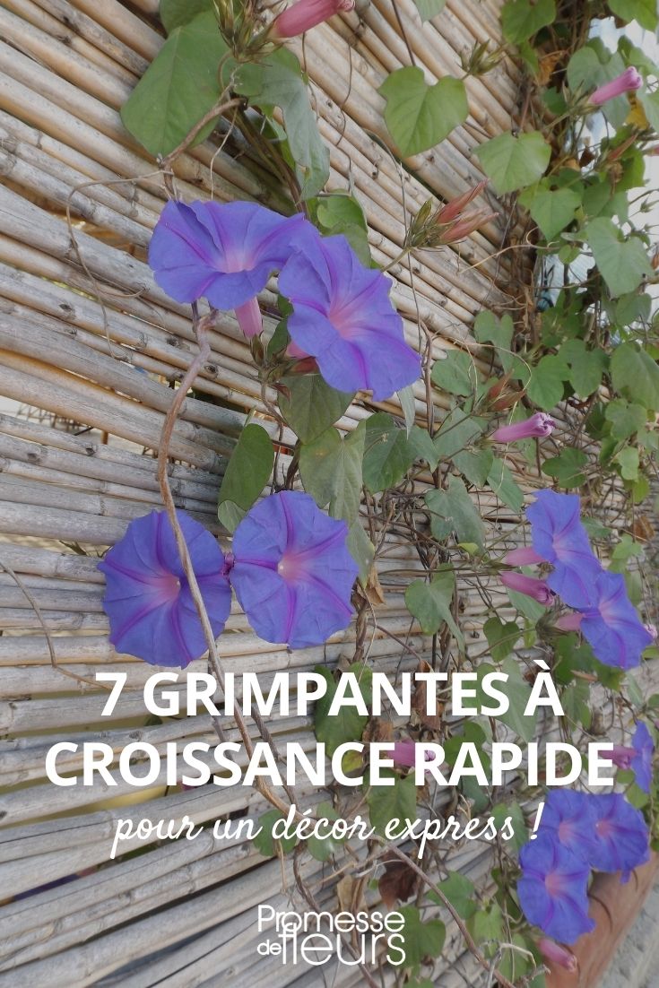 grimpantes croissance rapide