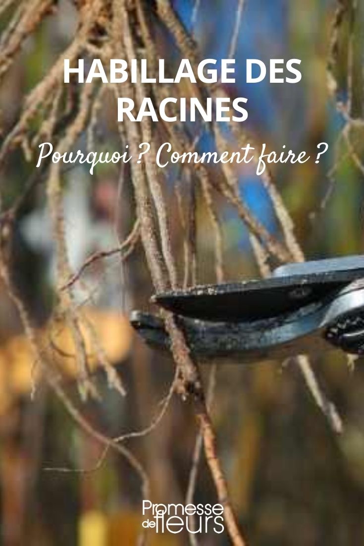 habiller les racines avant plantation