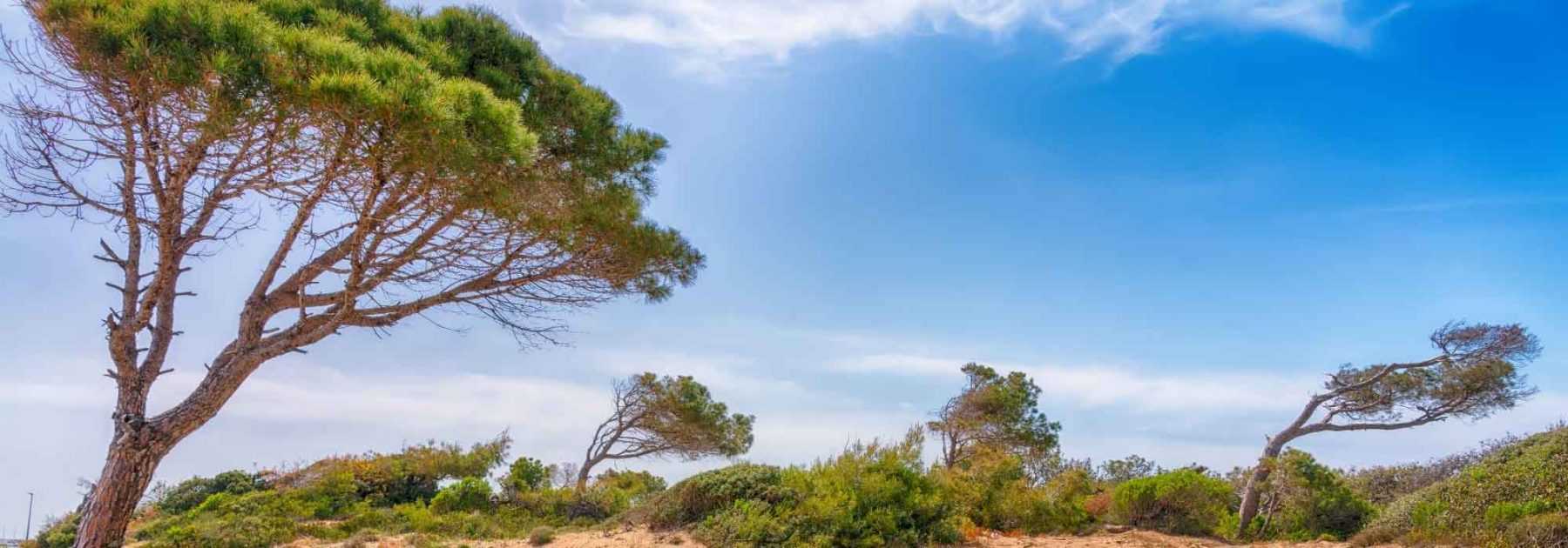 Planter dans un jardin soumis au Mistral ou à la Tramontane