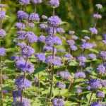 Caryopteris : les plus belles variétés