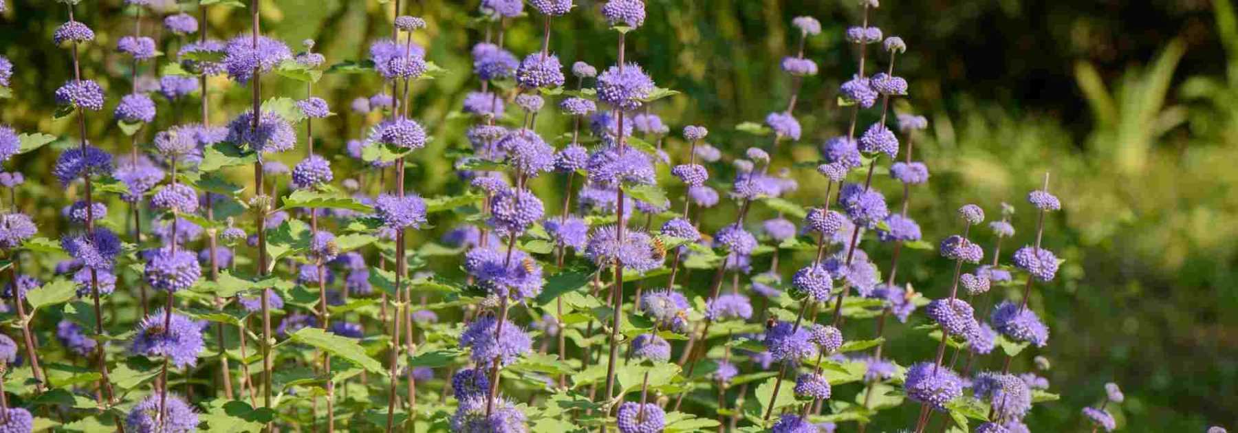 Caryopteris : les plus belles variétés