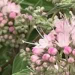 Cultiver un Caryopteris en pot