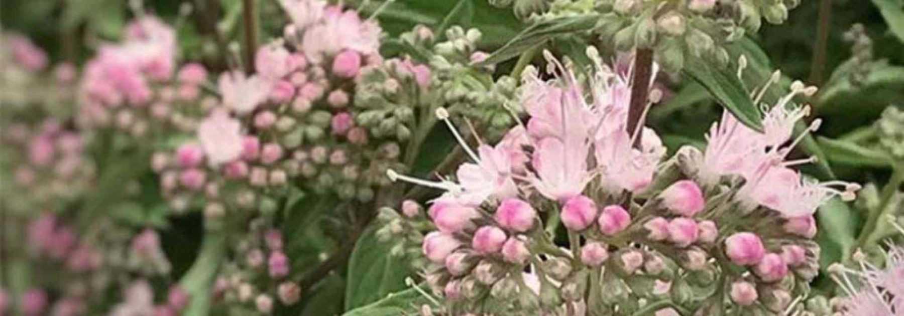 Cultiver un Caryopteris en pot