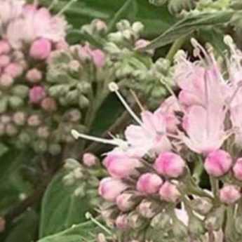 Cultiver un Caryopteris en pot