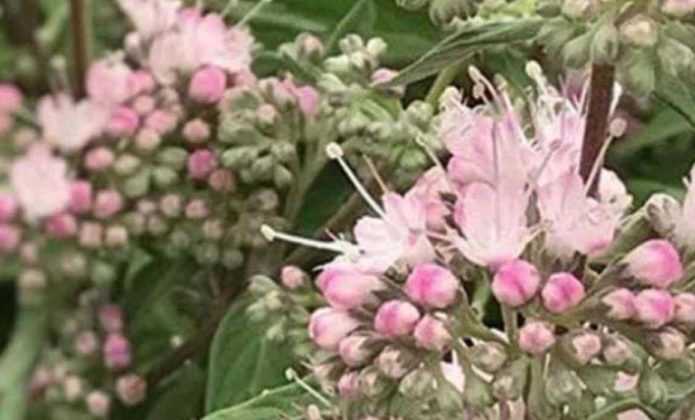 Caryopteris, Spirée bleue : planter, tailler et entretenir - Promesse ...