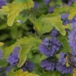 Choisir un Caryopteris