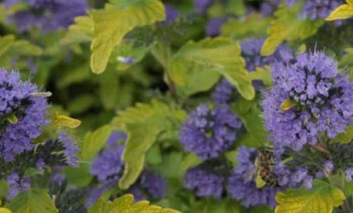 Caryopteris, Spirée bleue : planter, tailler et entretenir - Promesse ...