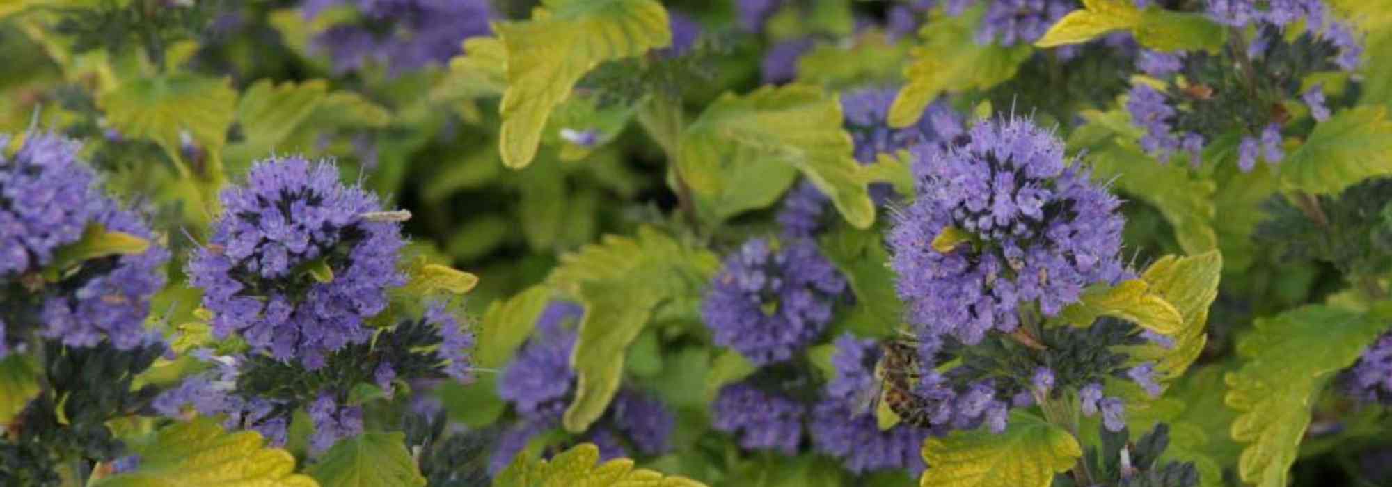 Choisir un Caryopteris