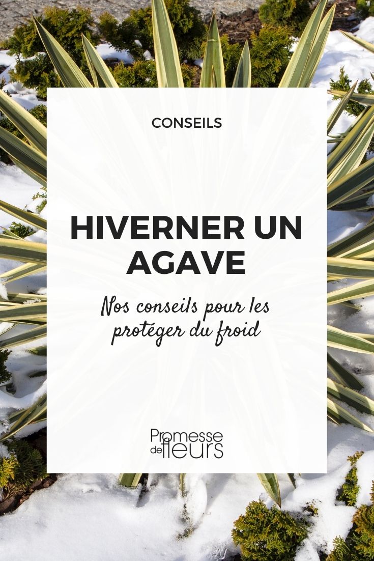 hiverner un agave