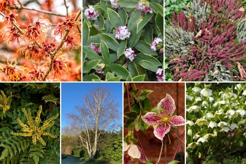 Quelles fleurs et plantes pour avoir un beau jardin en hiver ? - Magazine  Avantages