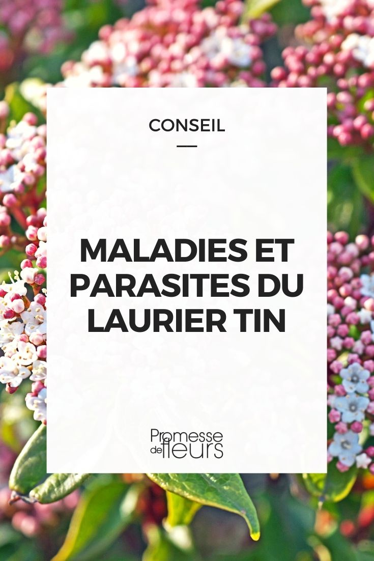 maladie et parasites du viburnum tinus