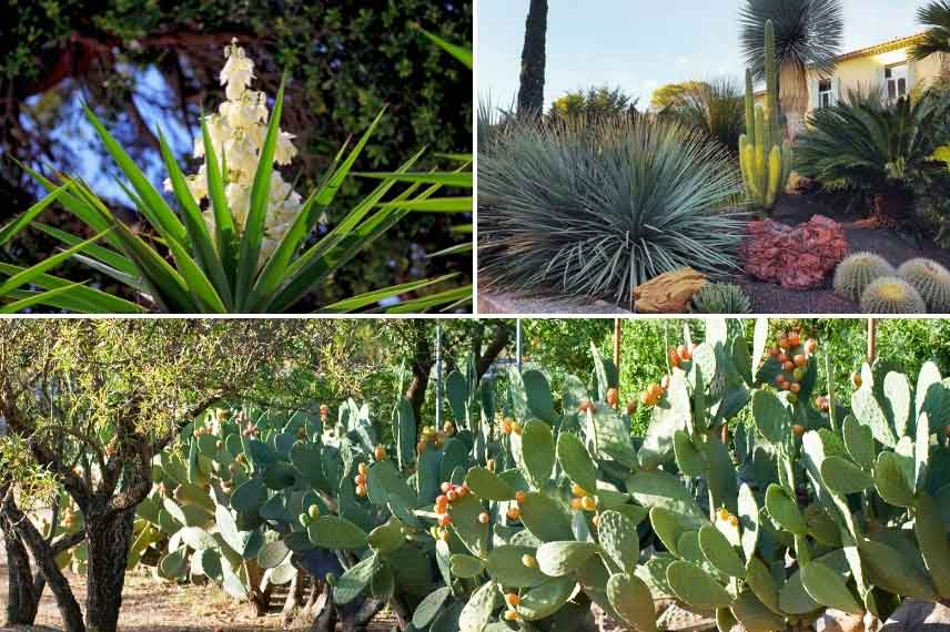 Agaves et cactées résistent au mistral et à la Tramontane