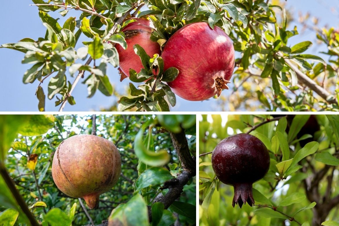 grenadier Punica granatum