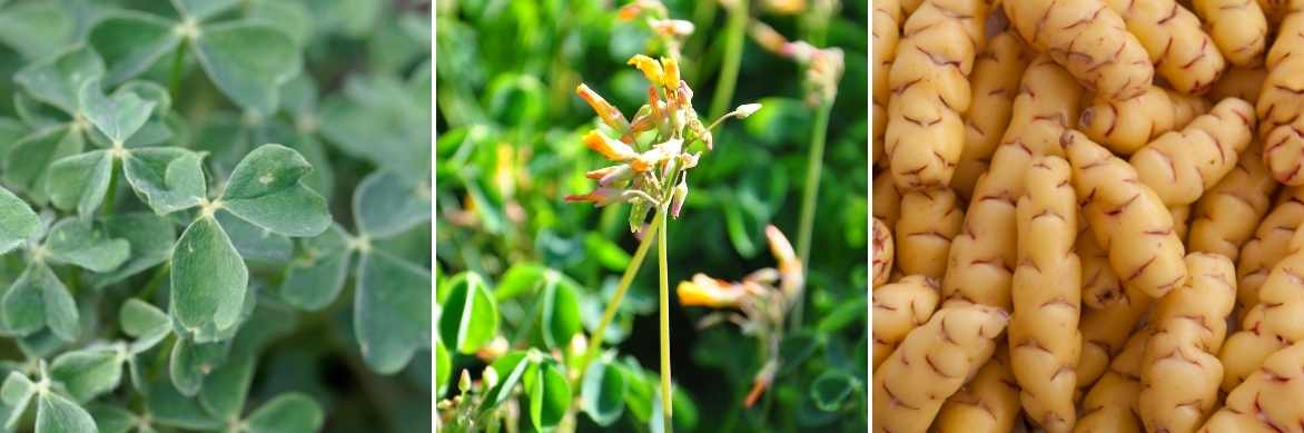 oca du pérou, oxalis tuberosa, légume ancien