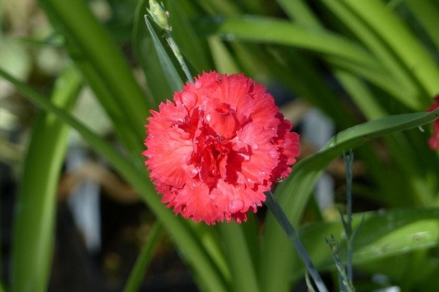 oeillet mignardise, dianthus rouge pour bordure