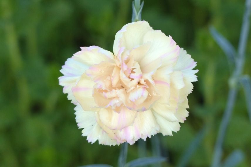 oeillet mignardise, dianthus jaune, vivace pour bordure