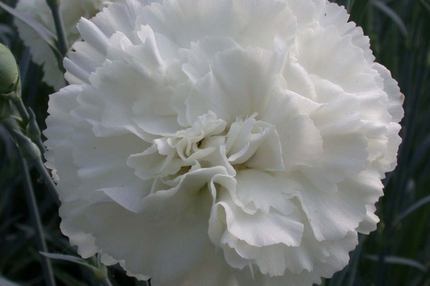 oeillet mignardise, dianthus à fleurs doubles blanches, vivace pour bordure 