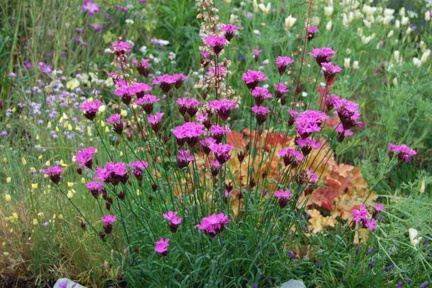 oeillet des chartreux, dianthus pour bordure