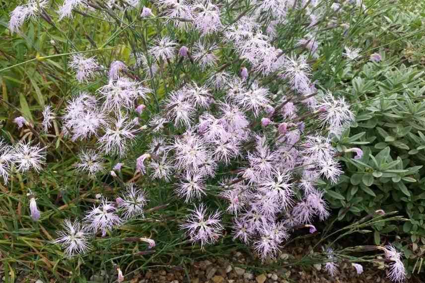 oeillet superbe, dianthus à fleurs laciniées, vivace pour bordure