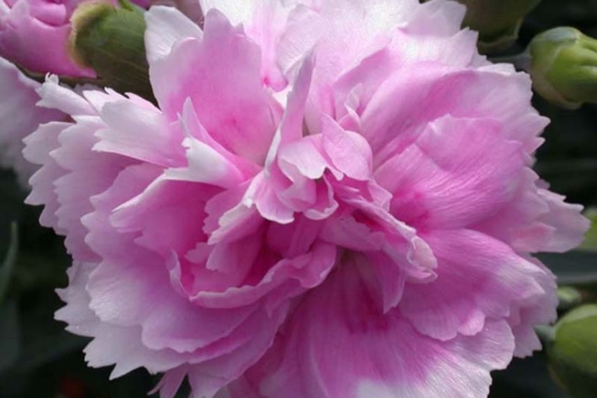 oeillet mignardise, dianthus à fleurs doubles, vivace pour bordure