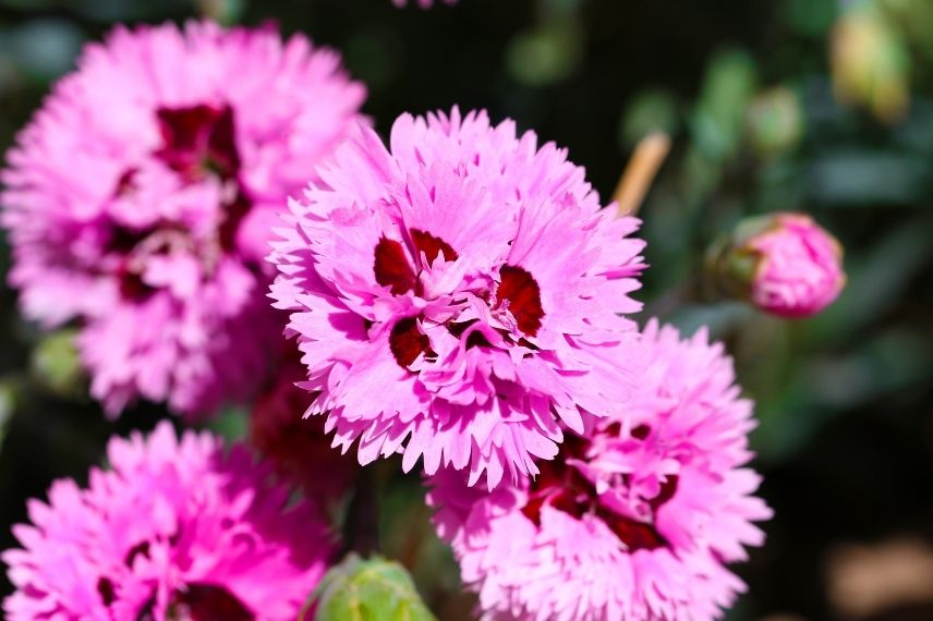 oeillet mignardise, dianthus à fleurs doubles bicolores, vivace pour bordure