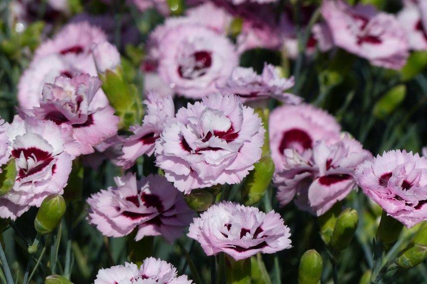 oeillet mignardise, dianthus à fleurs doubles bicolores, vivace pour bordure