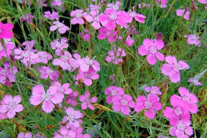 oeillet des landes, oeillet à delta, dianthus à fleurs simples, vivace pour bordure