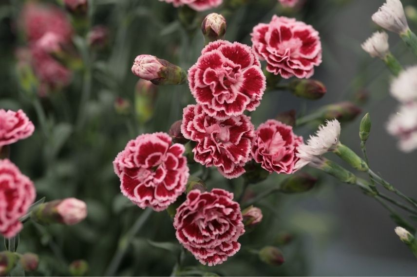 oeillet mignardise, dianthus à fleurs doubles, vivace pour bordure