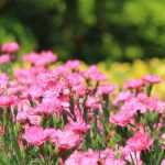 10 Oeillets à planter en bordure de massif