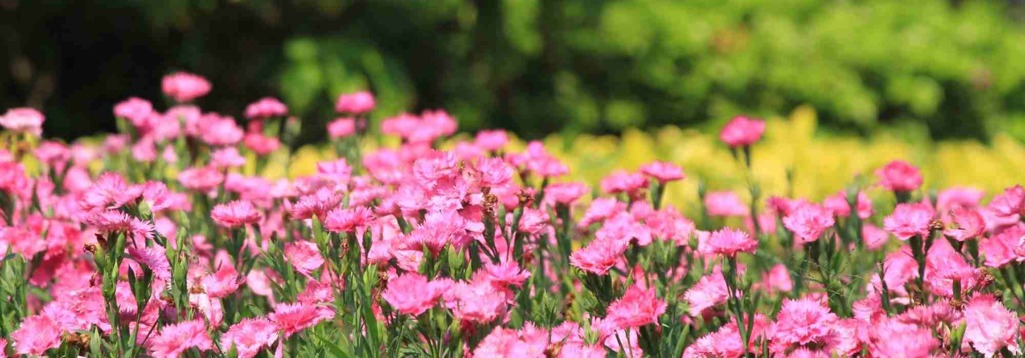 Les 5 plus beaux oeillets blancs - Promesse de Fleurs