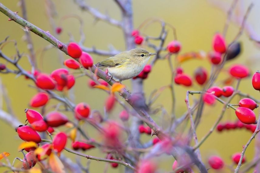 oiseaux du jardin, oiseau églantine