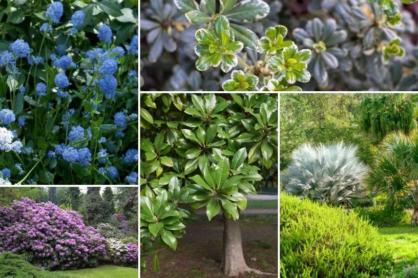 Grattoir de jardin - Jardin et Saisons