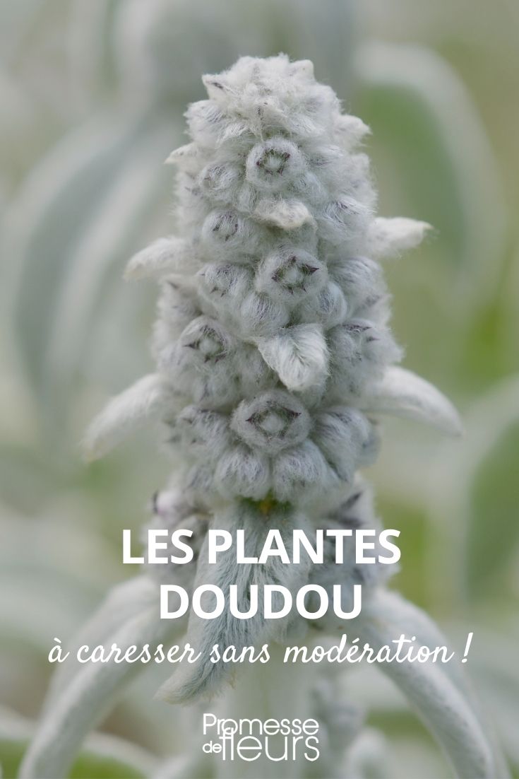 plantes doudou