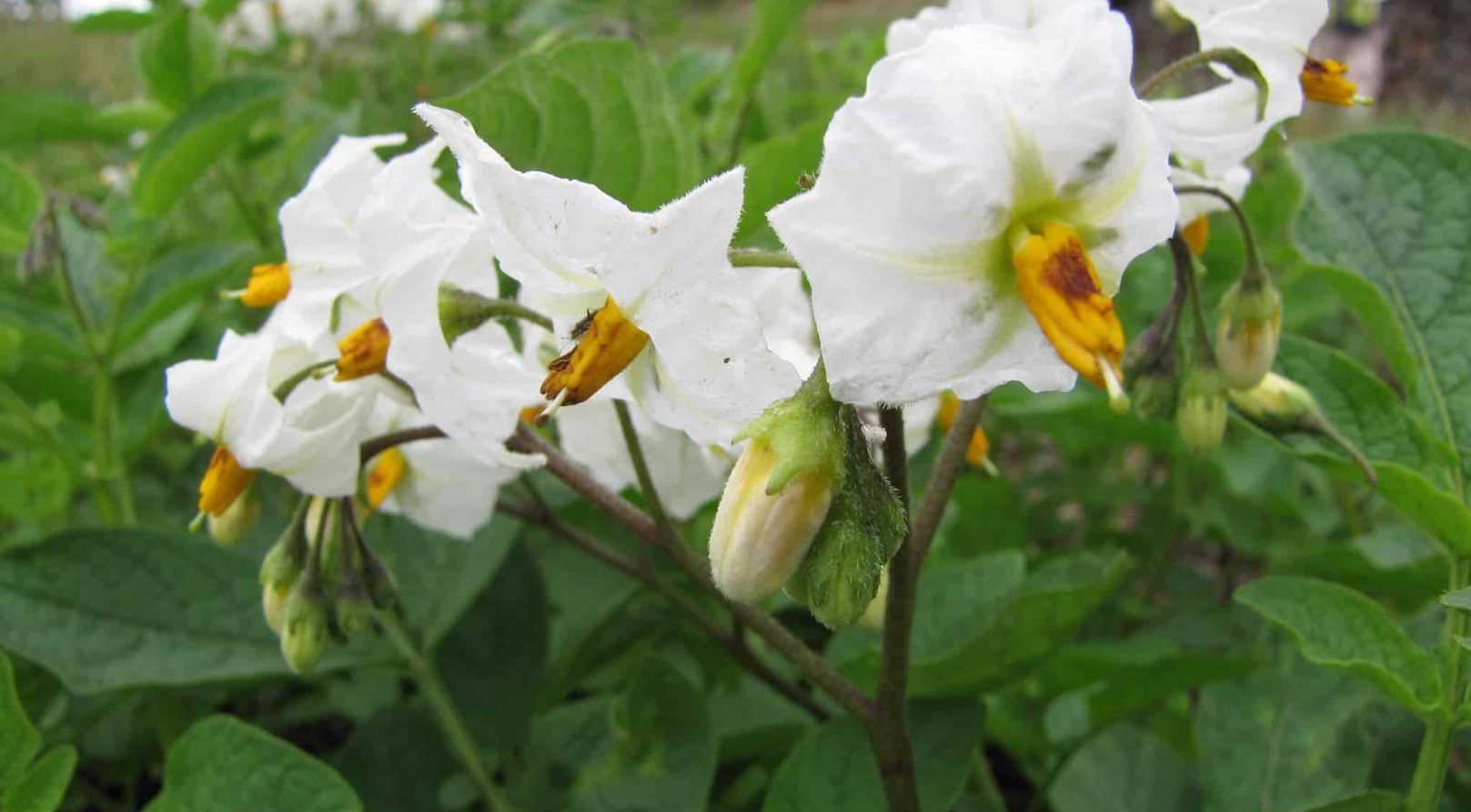 Maladies et ennemis de la pomme de terre