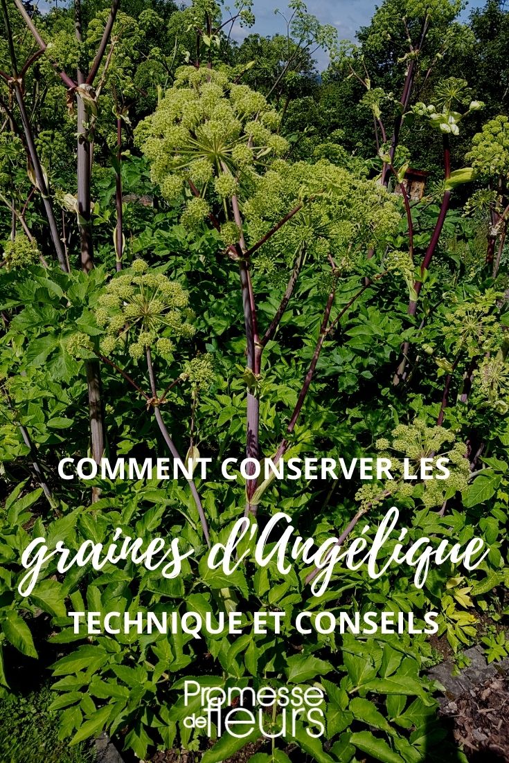 récolter et conserver les graines d'angélique