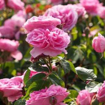 10 rosiers anglais David Austin à fleurs roses