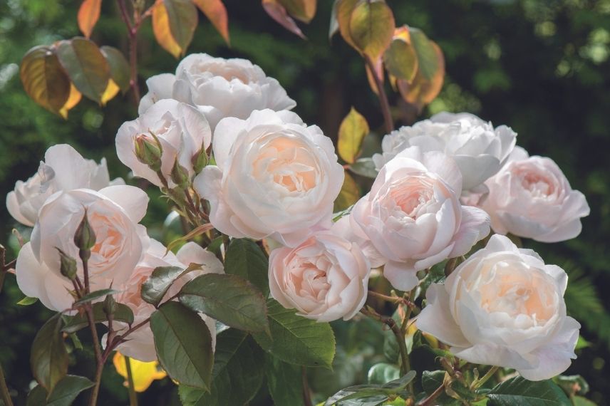 rosiers anglais à fleurs rose pâle